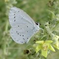 Faulbaum-Bläuling (Celastrina argiolus)