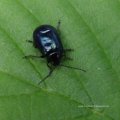 vermutlich Himmelblauer Blattkäfer (Chrysolina coerulans)