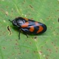 Blutzikade (Froghopper, Cercopis vulnerata) 
Die Gemeine Blutzikade war das Insekt des Jahres 2009 :)
Nationalpark Berchtesgadener Land, Juni