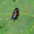 Blutzikade (Froghopper, Cercopis vulnerata)
Die Gemeine Blutzikade war das Insekt des Jahres 2009 :)
Nationalpark Berchtesgadener Land, Juni