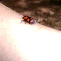 Blutzikade (Froghopper, Cercopis vulnerata)
Die Gemeine Blutzikade war das Insekt des Jahres 2009
Brandenburg, Juni