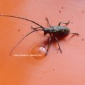 Bäckerbock oder Gefleckter Langhornbock (Monochamus galloprovincialis), Überträger der Kiefernholznematode (Bursaphelenchus
xylophilus)

Während die Käfer schlüpfen und den Brutbaum verlassen, nehmen sie im Holz die Dauerlarven der Nematoden
auf. Die nur etwa 1 mm langen Nematoden besiedeln die Puppe bzw. dann die im Kiefernholz schlüpfenden Käfer (Tracheen/Atmungsorgane) und nisten sich zusätzlich unter den Flügeldecken ein. Beim Reifungsfraß der Käfer an jungen Kiefernästen
werden die Nematoden auf gesunde Bäume übertragen. Die Nematoden entwickeln sich im Baum, der in der Folge des Befalls abstirbt.