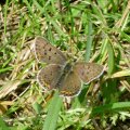 Brauner Feuerfalter (Lycaena tityrus), auch Schwefelvögelchen