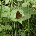 Brauner Waldvogel (Aphantopus hyperantus) oder Schornsteinfeger