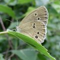 Brauner Waldvogel (Aphantopus hyperantus) oder Schornsteinfeger