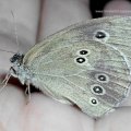 Brauner Waldvogel (Aphantopus hyperantus) oder Schornsteinfeger