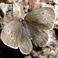 Brauner Waldvogel (Aphantopus hyperantus) oder Schornsteinfeger