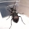 Goldgruben-Laufkäfer oder Gartenlaufkäfer (Carabus hortensis)