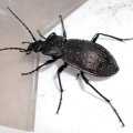 Goldgruben-Laufkäfer oder Gartenlaufkäfer (Carabus hortensis)