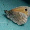 Kleines Wiesenvögelchen (Coenonympha pamphilus)