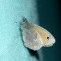 Kleines Wiesenvögelchen (Coenonympha pamphilus)