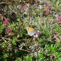 Kleines Wiesenvögelchen (Coenonympha pamphilus) im Wilden Thymian (Thymus serpyllum)