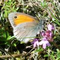 Kleines Wiesenvögelchen (Coenonympha pamphilus) im Wilden Thymian (Thymus serpyllum)