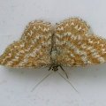 weiblicher  Heidespanner (Ematurga atomaria), Nachtfalter aus der Familie der Spanner (Geometridae)