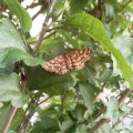 weiblicher Heidespanner (Ematurga atomaria), Nachtfalter aus der Familie der Spanner (Geometridae)