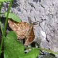 männlicher Heidespanner (Ematurga atomaria), Nachtfalter aus der Familie der Spanner (Geometridae)