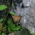 männlicher Heidespanner (Ematurga atomaria), Nachtfalter aus der Familie der Spanner (Geometridae)