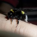 Erdhummel (Bombus terrestris)