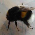 Hellgelbe Erdhummel oder Helle Erdhummel (Bombus lucorum)