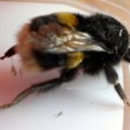 Erdhummel (Bombus terrestris)