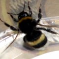 Erdhummel (Bombus terrestris)