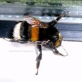 Dunkle Erdhummel (Bombus terrestris)