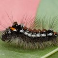 Raupe des Schwan (Euproctis similis) auf Später Traubenkirsche gefunden