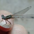 Gemeine Federlibelle (Platycnemis pennipes), auch Blaue Federlibelle