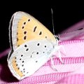 Großer Feuerfalter (Lycaena dispar)

Rote Liste Deutschland: 2 (stark gefährdet)