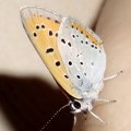 Großer Feuerfalter (Lycaena dispar)

Rote Liste Deutschland: 2 (stark gefährdet)