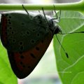 Großer Feuerfalter (Lycaena dispar)

Rote Liste Deutschland: 2 (stark gefährdet)