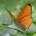 Großer Feuerfalter (Lycaena dispar)

Rote Liste Deutschland: 2 (stark gefährdet)