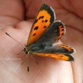 Kleiner Feuerfalter (Lycaena phlaeas) 

Besonders geschützt nach BArtSchV.