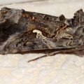 Gammaeule (Autographa gamma), auch Pistoleneule, ein Wanderfalter