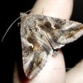 Gammaeule (Autographa gamma), auch Pistoleneule,  Wanderfalter