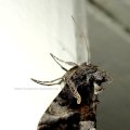 Gammaeule (Autographa gamma), auch Pistoleneule, Wanderfalter