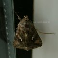 Gammaeule (Autographa gamma), auch Pistoleneule, Wanderfalter