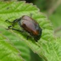 Gartenlaubkäfer (Phyllopertha horticola), Familie der Blatthornkäfer (Scarabaeidae)