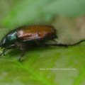 Gartenlaubkäfer (Phyllopertha horticola), Familie der Blatthornkäfer (Scarabaeidae)