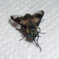 Goldaugenbremse (Chrysops relictus), Männchen