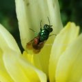 Goldwespe (Chrysididae)

Goldwespen haben eine parasitische Lebensweise, als Wirtsarten kommen solitären Faltenwespen, Grabwespen oder Bienen in Frage.