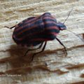 Streifenwanze (Graphosoma lineatum), Familie der Baumwanzen (Pentatomidae)