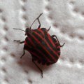 Streifenwanze (Graphosoma lineatum), Familie der Baumwanzen (Pentatomidae)