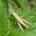 Grashüpfer gehören zu den Kurzfühlerschrecken (Caelifera), vermutlich ein Weißrandiger Grashüpfer (Chorthippus albomarginatus)