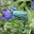 Grünwidderchen (Procridinae), auf Gewöhnlichem Natternkopf (Echium vulgare)

Die Grünwidderchen sind giftig und deswegen für Fressfeinde ungenießbar. Sie enthalten cyanogene Glycoside, die von den Tieren biosynthetisiert werden. 

Der Bestand an Widderchen nimmt insgesamt ab, da durch die Stickstoffdüngung und die intensivierte Nutzung der Wiesen durch die Landwirtschaft immer mehr Raupennährpflanzen verschwinden. Nahezu alle Widderchen in Mitteleuropa sind gefährdet oder stark gefährdet.