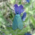 Grünwidderchen (Procridinae), auf Gewöhnlichem Natternkopf (Echium vulgare)