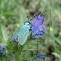 Grünwidderchen (Procridinae), auf Gewöhnlichem Natternkopf (Echium vulgare)