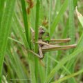 Warzenbeißer (Decticus verrucivorus), eine Langfühlerschrecke aus der Familie der Laubheuschrecken (Tettigoniidae), weiblich

Auf Grund seiner ätzenden Verdauungssäfte ließ man früher das Tier in Warzen beißen und erhoffte sich dadurch eine heilende Wirkung.

Die Art reagiert empfindlich auf Umweltveränderungen und ist gebietsweise in Deutschland bereits verschwunden, Rote Liste BRD: Kategorie 3 (gefährdet)