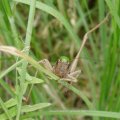 Warzenbeißer (Decticus verrucivorus), eine Langfühlerschrecke aus der Familie der Laubheuschrecken (Tettigoniidae), weiblich