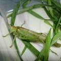 Grünes Heupferd (Tettigonia viridissima), auch Großes Heupferd oder Großes Grünes Heupferd